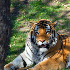 tiger in zoo