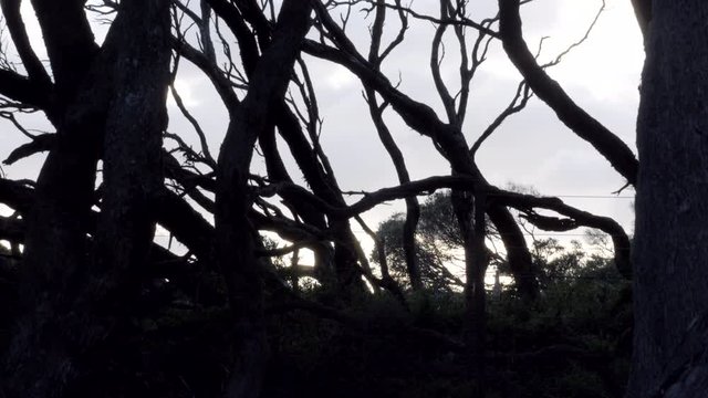 Twisted Moonah Trees located on an Australian beach front. SILHOUETTE SHOT, PAN UP