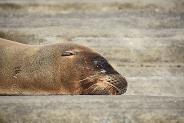 Naklejka premium Sea lion resting on a rock 