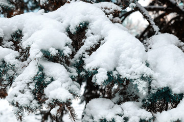 Green branches of the fir trees covered with white fluffy snow. Close up