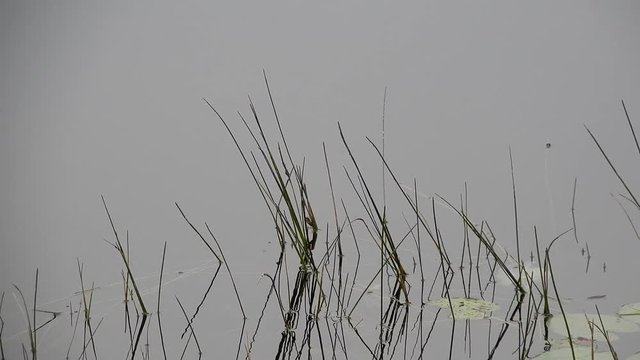 4K Grass Gently Swaying In Swamp Water With Several Lily Pads On Right Side 002