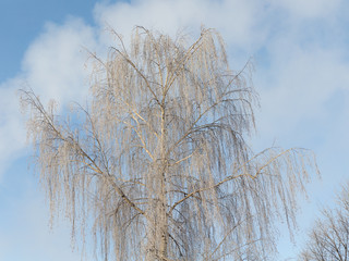 hoarfrost on a cold winter day
