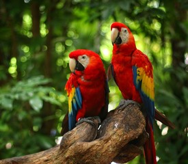 guacamayas