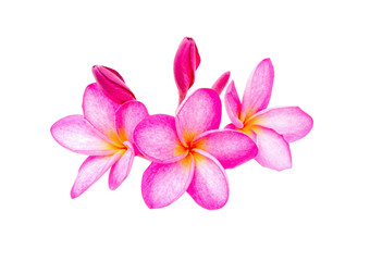 Pink Frangipani (Plumeria) flowers on a white background. clipping path