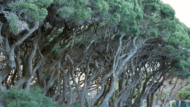 Twisted Moonah Trees located on an Australian beach front. PAN DOWN SHOT revealing contorted trunks and branches.