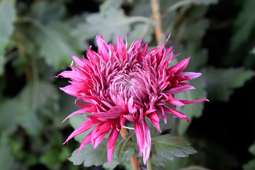Chrysanthemum