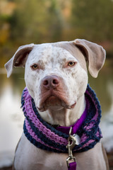 A spotty brown and white pit bull terrier wearing a handmade crochet scarf on his neck.