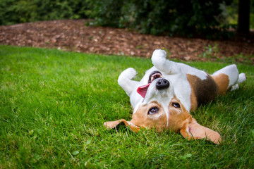 A happy beagle with her tongue hanging to the side rolls upside down in the grass.