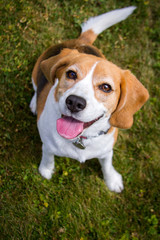 A happy looking beagle looks upward, smiling at the viewer with her pink tongue hanging out and her head tilted.