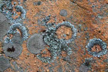Lichen fungi on rocks