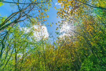 Lens flare and sun through tree canopy