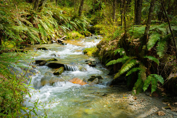 Naklejka na ściany i meble Forest stream though New Zealand natural bush