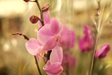 Fototapeta na wymiar pink orchid in a pot in the store