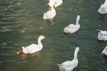 Masses duck in the Farm.Thailand.