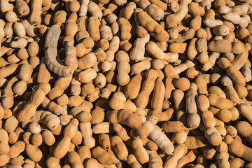 Pile of ripe Tamarind fruits.Sweet ripe tamarinds. Tamarind fruit Background.A big pile of tamarinds use for background or wallpaper.Thailand.