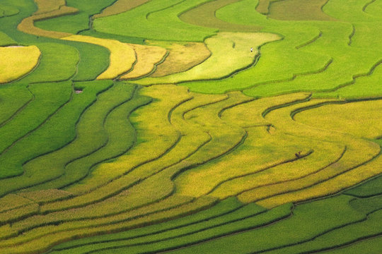 Rice field at Mu Cang Chai, Vietnam