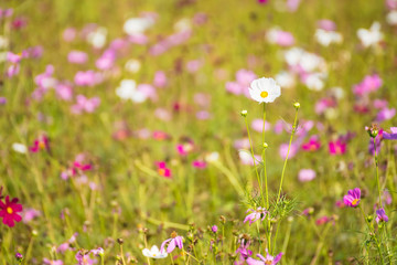 Cosmos flower in field , selective focus.Thailand.