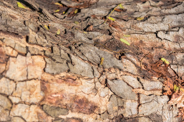 Scorched bark close up, background. Wooden texture abstract background.