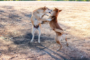 two dogs playing