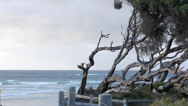 Twisted Moonah Trees located on an Australian beach front. COPY SPACE