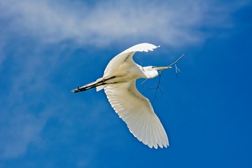 great white egret in flight carrying nesting material
