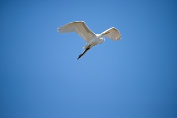 great egret in flight
