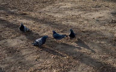 pigeons on the beach