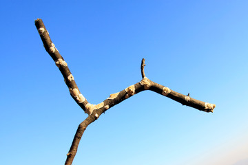 parasitic fungi on the branch