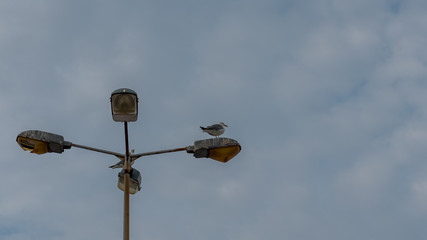 Two seaguls standing on top of light post