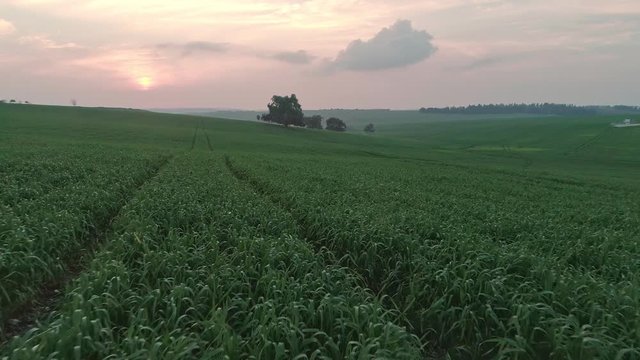 Slow Aerial shot flying over a green wheat field during sunset