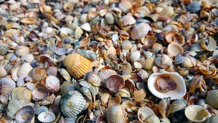 Beautiful seashells. Sea of Azov.