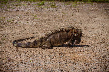 Iguana