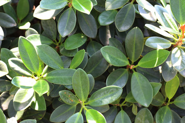 leaf texture background, copy space.