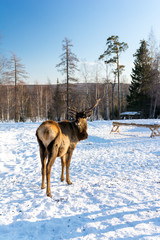 deer