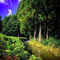 森の小川　Forest Brook