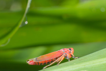 red grasshopper on grass leaf, insect in nature,macro of insect, animal in wild