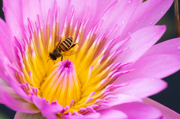Bee on flower close-up, the animal in nature, macro of insect