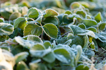 strawberry leaves in hoarfrost at dawn after the first frost