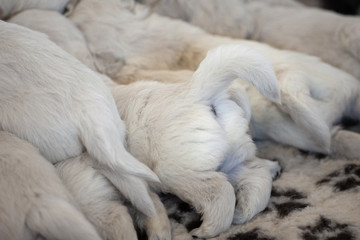 happy tail of a puppy golden retriever eating milk
