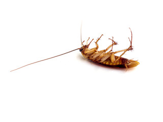 Dead cockroach on white background
