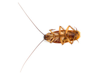 Cockroach on white background