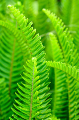 Tuberous sword fern
