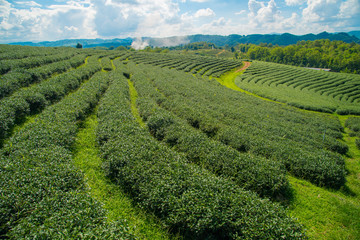 Beautiful landscape in Choui Fong Tea plantation field in Chiang Rai the Northern province of Thailand.