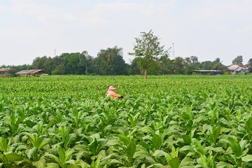 Farmers working in tobacco fields