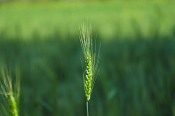 Green wheat farm india