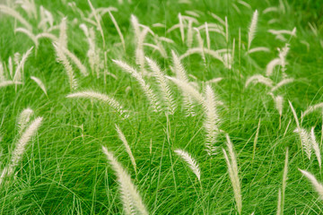Full frame Colourful Pampas grass.