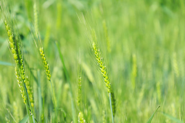 Green wheat farm india