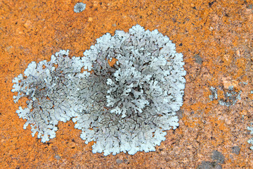 Lichen fungi on rocks