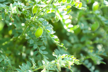 Fresh Green Chickpeas field , Chick peas also known as harbara or harbhara in hindi and Cicer is...