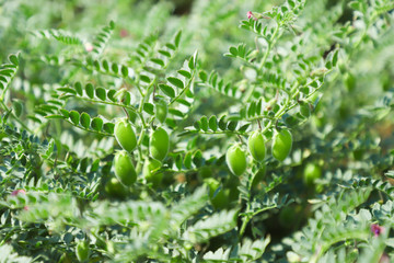 Fresh Green Chickpeas field , Chick peas also known as harbara or harbhara in hindi and Cicer is scientific name,